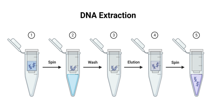 DNA Extraction